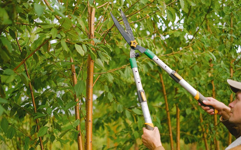 Tree trimming in Brigham City, UT